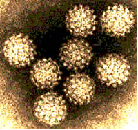 virus HPV